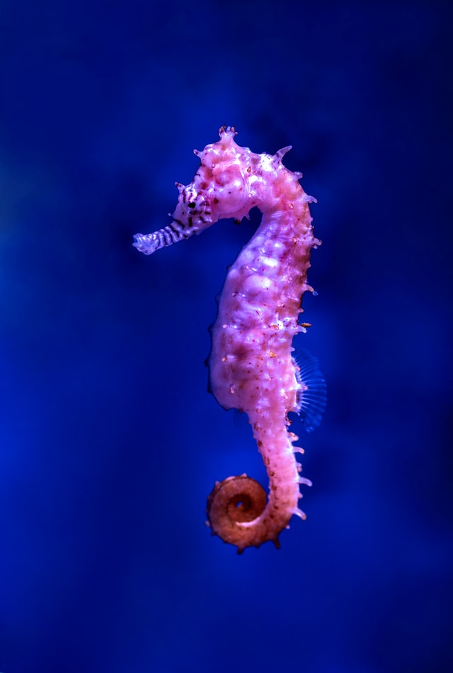 Schwimmkurse Seepferdchen